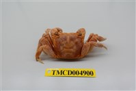 藏品(中型東方蟹)的圖片